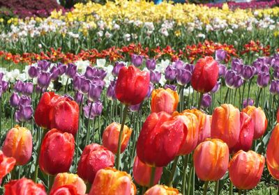 Full frame shot of multicolored tulips growing in field