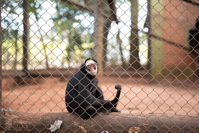 Monkey sitting on a fence