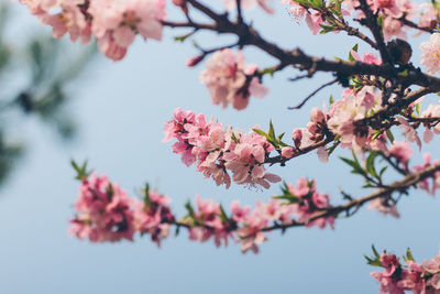 Low angle view of cherry blossoms against sky