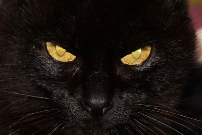 Close-up portrait of cat