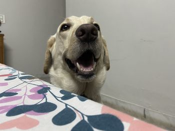 Close-up portrait of a dog at home