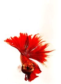 Close-up of red flower over white background