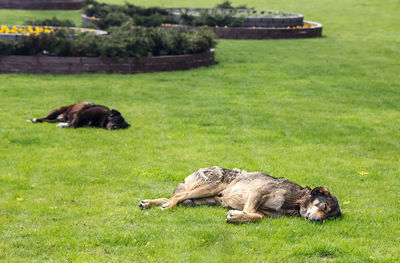 Lion lying on grassy field