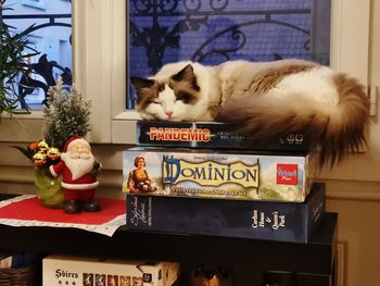 Cat lying on table at home