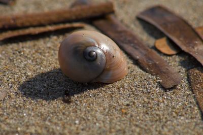 Close-up of snail