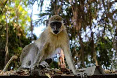 Low angle view of monkey sitting on tree in forest