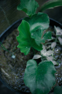 Close-up of wet leaves