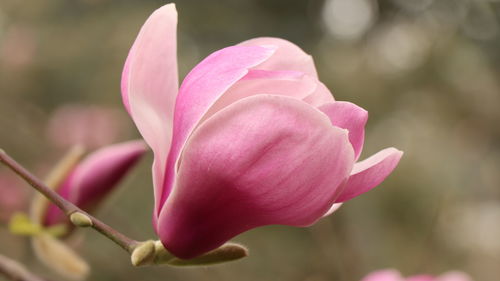 Close-up of pink flower