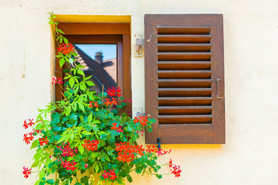 Close-up of potted plant against wall