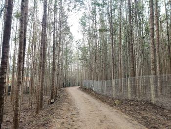 Footpath amidst trees in forest