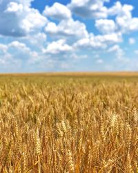 Scenic view of wheat field against sky