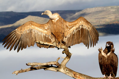 Birds flying over mountain against sky