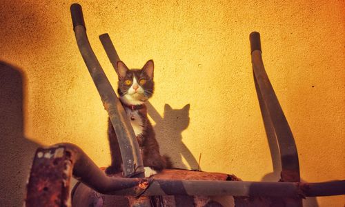 Cat sitting on wall