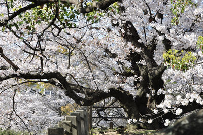 Low angle view of cherry blossom tree