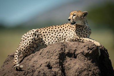 Close-up of cheetah sitting on rock