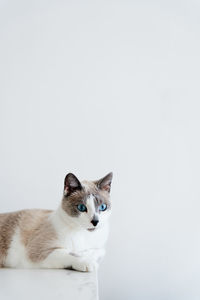 Portrait of cat against white background