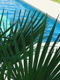 Close-up of palm tree by sea against sky