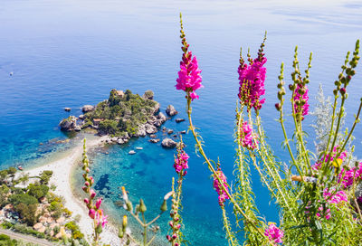 High angle view of pink flowering plants by sea