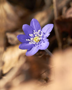 Close-up of purple flowering plant