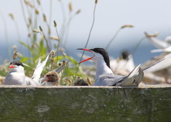 Birds perching on wood