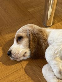 High angle view of dog lying on floor at home