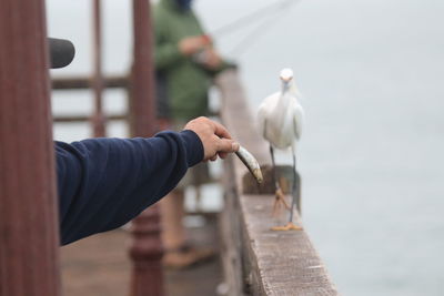 Cropped hand of man feeding heron on railing by sea