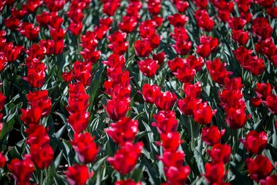 Full frame shot of red tulips