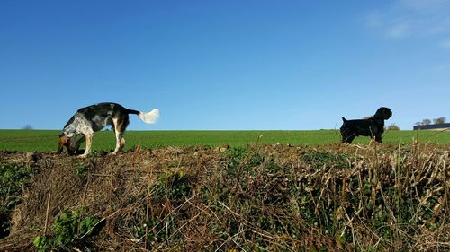Dog on grassy field against clear blue sky