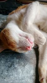 Close-up of cat sleeping on stone