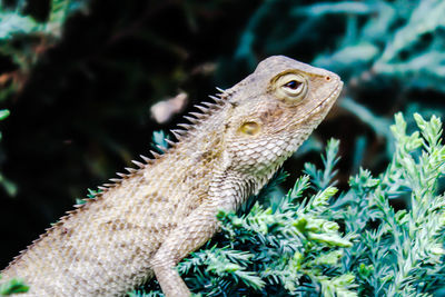 Close-up of a lizard
