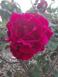 Close-up of pink rose