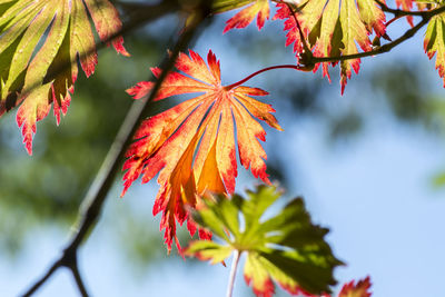 Close-up of maple tree during autumn