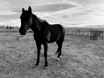 Horse standing in ranch