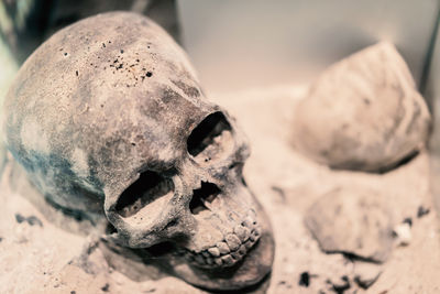 Close-up of human skull