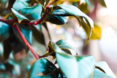 Close-up of plant leaves