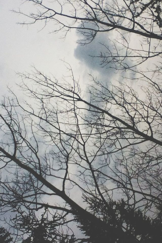 bare tree, branch, tree, low angle view, sky, silhouette, tranquility, nature, beauty in nature, scenics, tranquil scene, cloud - sky, outdoors, no people, dusk, day, growth, tree trunk, idyllic, cloudy