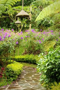 Flowering plants by water