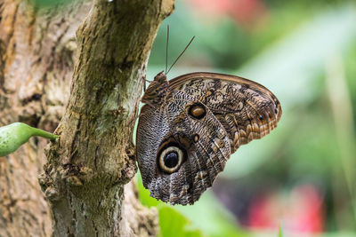 Close-up of butterfly on tree trunk