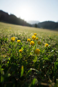 Yellow flowers growing on field