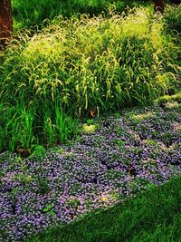 Purple flowering plants on field