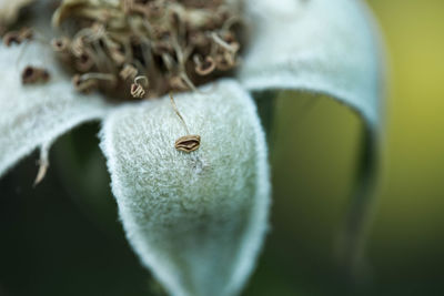 Close-up of ladybug on flower