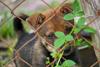 Close up of puppy behind a fence