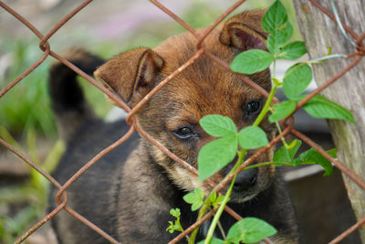 Close-up of dog