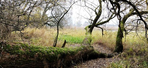 Trees growing in forest