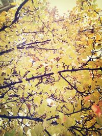 Yellow flowers growing on tree