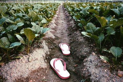 High angle view of plants growing on field