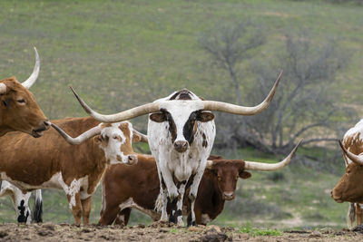 Cows grazing in a field