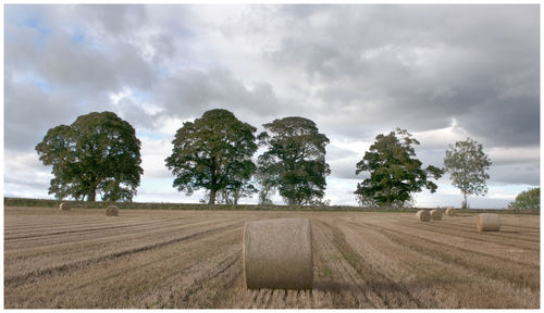 Trees on field against sky