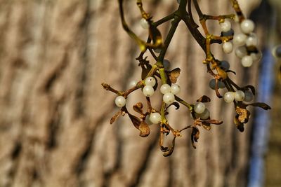 Close-up of twig against blurred background