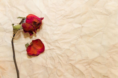 High angle view of red roses